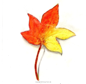 Realistic soft pastel drawing of an autumn leaf with red, orange, and yellow tones, hand-rendered on a white background to capture the texture and colours of a fallen leaf.