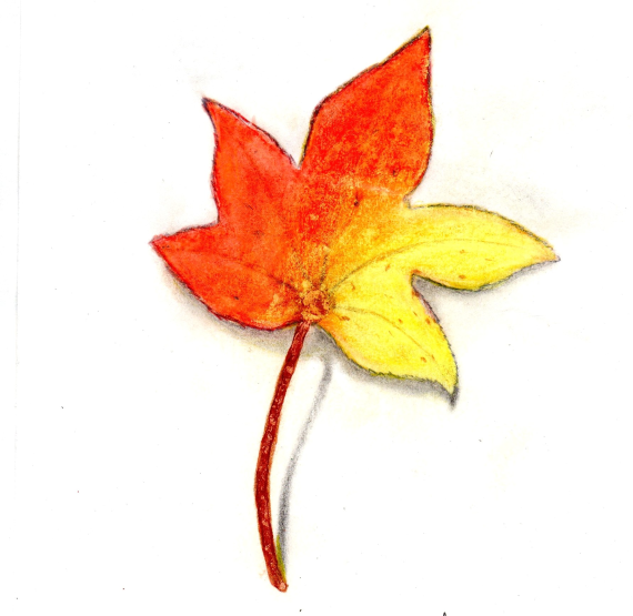 Realistic soft pastel drawing of an autumn leaf with red, orange, and yellow tones, hand-rendered on a white background to capture the texture and colours of a fallen leaf.