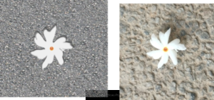 Digital vector drawing of a Parijatha flower created in Inkscape beside its photographic reference image, showing white petals and an orange centre against textured ground