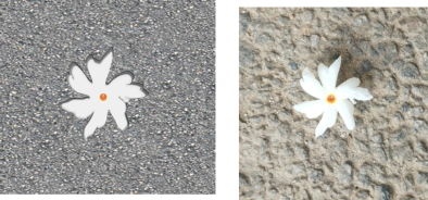 Digital vector drawing of a Parijatha flower created in Inkscape beside its photographic reference image, showing white petals and an orange centre against textured ground