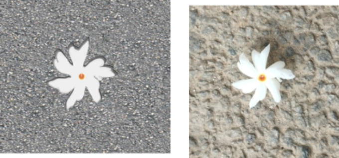 Digital vector drawing of a Parijatha flower created in Inkscape beside its photographic reference image, showing white petals and an orange centre against textured ground.